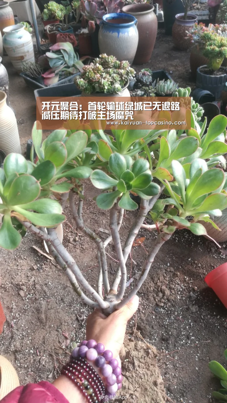 开元聚合:首轮输球绿城已无退路 减压期待打破主场魔咒(图4) 开元官方